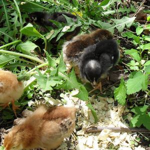 4 days old - 1st adventure outside