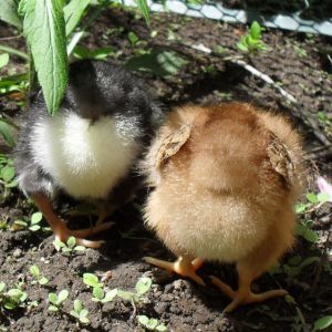 cute butts