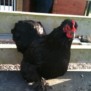 This is Black Beauty a Bantam
(not sure what breed)