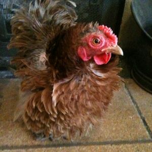 This is Piglet a Frizzled Bantam
(not sure what breed)