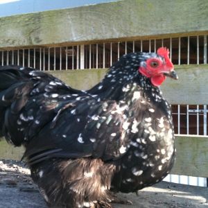 This is Missy a Bantam
(not sure what breed)