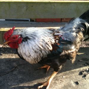 This is Fredi a Crossbreed Bantam
(he doesnt like having his picture taken as you can see!)