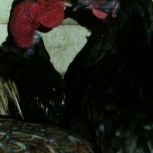 Devil (naked neck cockerel) and his mum Cola (crossbreed)
she is not his real mm she just hatched him or as i like to call it 'Broody mum'