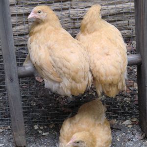 Rooki, Lilly and Omelette