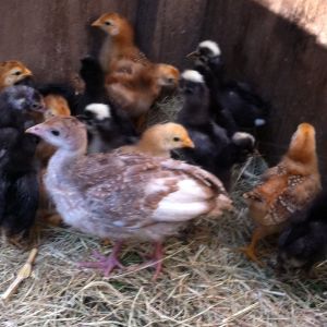 These are my babies! The turkey is Lyra( I don't know if its a m or f.
There is Dominique, polish hats, and road island reds!! I can't wait for them to grow up!! :D