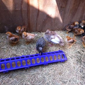 My chicks enjoying their new cage