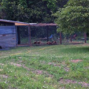 The new coop!! It's much better than the old one. There is more laying boxes, and running room!! :))