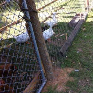 My ducks. I don't think Clarence is In this photo( Clarence is my crested Peking duck :)