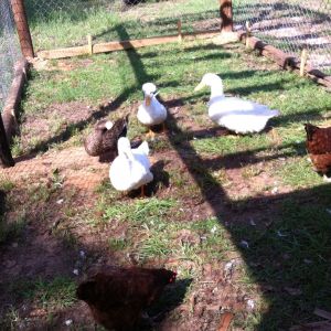 Clarence and the others
