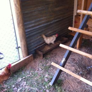 One of my Plymouth hens in the food