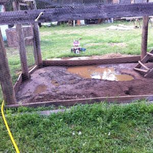 They dug a hole in the middle of the cage, so when it rains they got a pond. Can't wait to tare this down and make a tomato patch!! :D