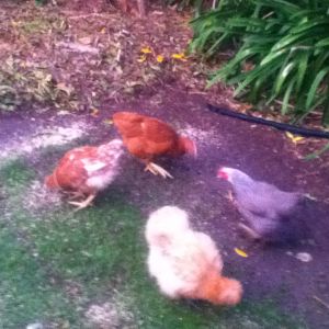 Enjoying their crumble for the morning