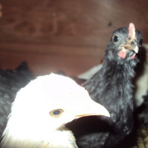 What breed is the black bantam chick?