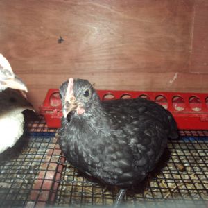 Bantam
