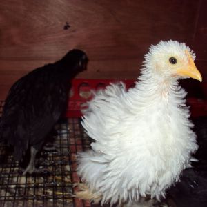 Frizzle or Sizzle this bantam cochin has five toes.