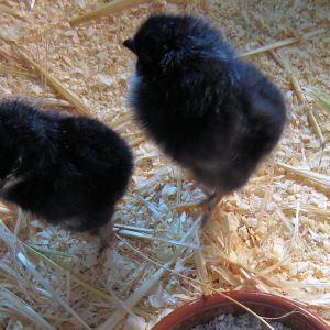 the first two chicks
