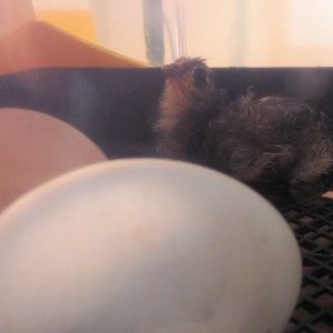 the last one still warming up to come out into the real world