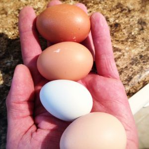 Our first four-egg day! Marie started laying again, after taking a month off for a slight molt.