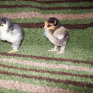 Standard Cochin pulletss; blue & gold laced.