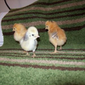 2 red crested red Polish pullets & 1 white crested black Polish cockerel.