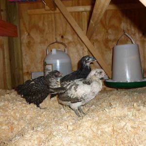 At 6 weeks old, first day in the coop.
