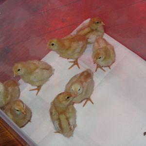 Our first meat birds - a "red" breed - not sure which.  Good for eggs and meat...