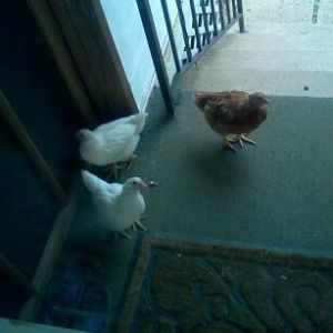 Ding dong dash? More like cluck scratch run.