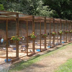 New chicken pens we built.