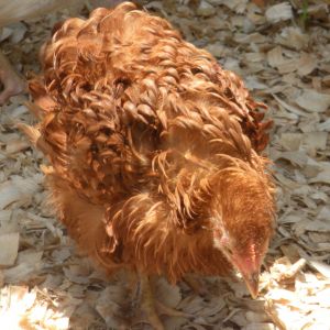 "Cindi-Hen" frizzle pullet, named after my cousin Cindi Lynn- they have the same hair style & color