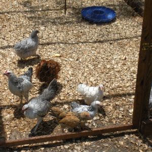 Bantam babies