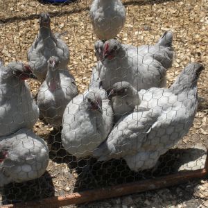 English lavender Orpington chicks