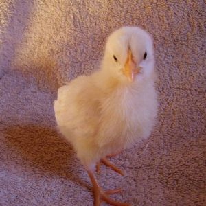 Annie - (White Leghorn)
