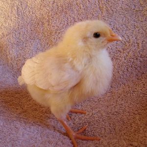 Alice - (White Leghorn)