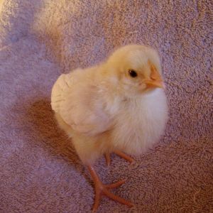 Alice - (White Leghorn)