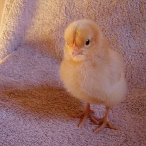 Sunni - (Buff Orpington)