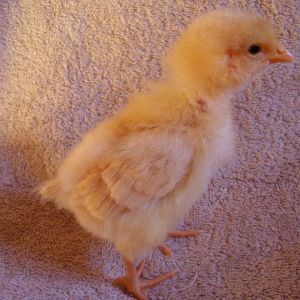 Daffodil - (Buff Orpington)