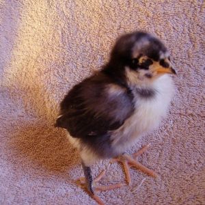 Lilly - (Black Australorp)