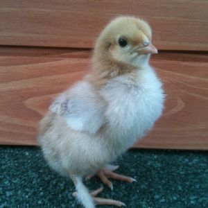 Treacle just one of our 13 chicks