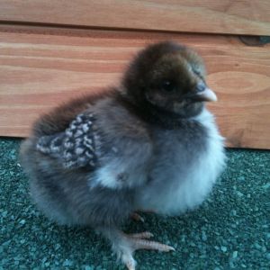 Kiwi another one of our chicks