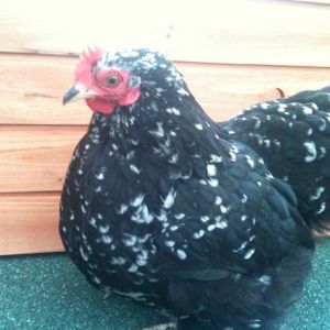 Missy our speckled bantam