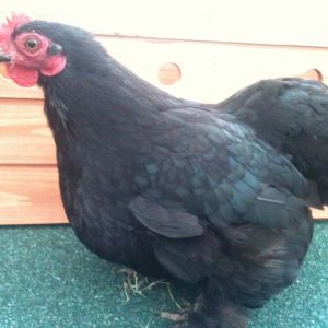 Black Beauty our Bantam