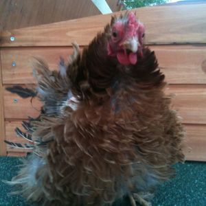 Piglet our Frizzle