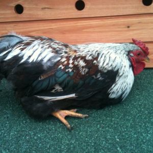 Fredi my bantam cockerel