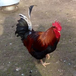 Big red my gentle Welsummer cock