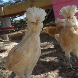 buff laced polish hen and rooster teenagers