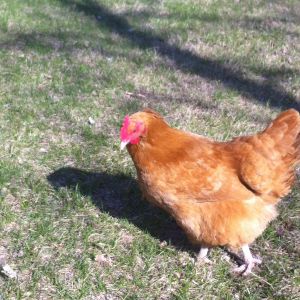 Our bufforpington buttercup free ranging for the first time this year