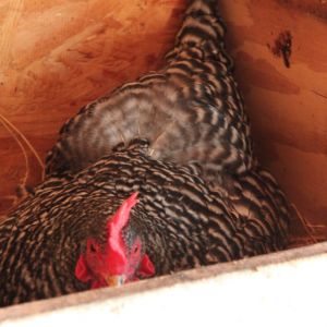 Maude doing her death-stare from the nesting box.  She has since gone on to a new home where hopefully she will lay many more eggs.