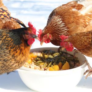 We ran out of feed just in time for a blizzard that completely snowed in my vehicle.  To tide the chickens over, I found everything in my pantry that was even remotely palatable to chickens and put it all together in a big bowl.  I had to do this for two or three days before I could finally get my van out of the driveway and go to the feed store.