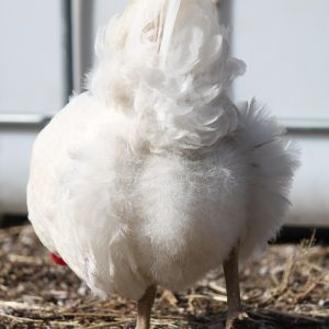 Fluffy chicken butt