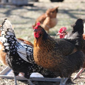 The flock-Gladys in front